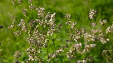 Ayrığı Dactylis glomerata alanında.