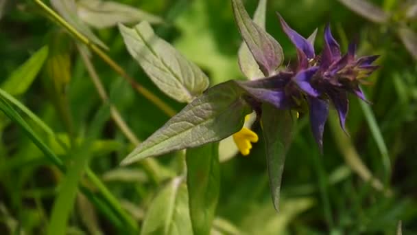 Fleurs sauvages vache en bois. Melampyrum nemorosum dans la prairie d'été — Video