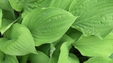 Bahçedeki ANABİLGA bitkinin taze yeşil yaprakları. Steadicam ile çekim Hd video görüntüleri. Ağır çekim panorama canlı yakın kadar yapraklar..