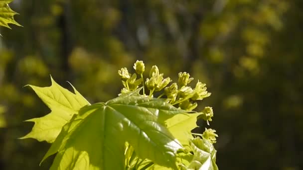 Зеленые листья весной. Прекрасный молодой зеленый клен, качающийся на ветру. Клён платаноид. Съемка статической камеры . — стоковое видео