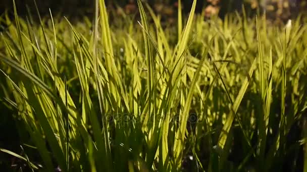 Imágenes de hierba verde macro sol brilla a través de las hojas hermoso fondo de la primavera. Cámara estática de cierre de vídeo . — Vídeos de Stock