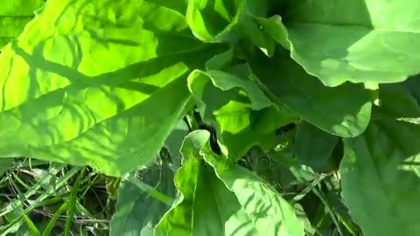 Plantago große grüne Wildpflanze, Wegerich, Heilpflanze. HD-Videoaufnahmen mit Steadicam. Zeitlupenpanorama lebendiger Blätter aus nächster Nähe. — Stockvideo