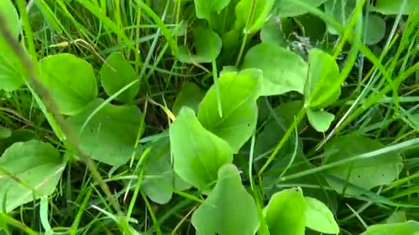 Plantago stora gröna vilda växter, groblad, medicinalväxt. HD-videofilmer skytte med steadicam. Slow motion panorama av pulserande leafs nära upp. — Stockvideo