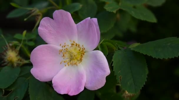 Pink flower wild rose closeup. Video footage by a static camera. — Stock Video