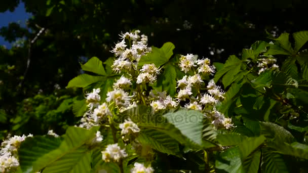 Blommande kastanj träd på våren. Video är skjuten med en statisk kamera. — Stockvideo