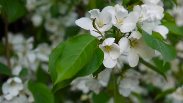 Bela árvore de maçã florescente na primavera do vento no jardim. Câmera estática . — Vídeo de Stock