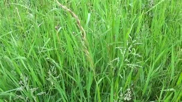 Зеленая трава в летнем поле движения субъективная камера закрывает кадры — стоковое видео
