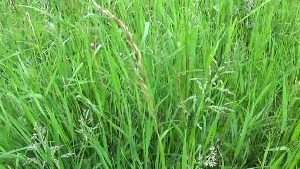 Grama verde no verão movimento de campo câmera subjetiva imagens de fechamento — Vídeo de Stock