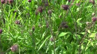 Su avens, mor avens Geum rivale bataklıkları ve nemli çayırları yetişir. Steadicam ile hareket kamera panorama çekim görüntüleri.