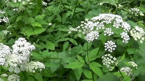 夏に咲く aegopodium podagraria 草。野生の薬用の植物。ライブ パノラマ、ステディカムのカメラを移動. — ストック動画