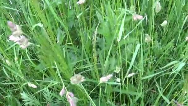 I sommaren fältet motion horisontella panoramakamera stängande tagningar med steadicam Hundäxing Dactylis glomerata gröna gräs — Stockvideo