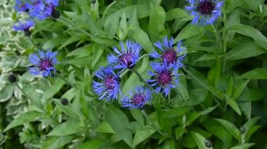 Rüzgarda kır çiçekleri vereceğim. Centaurea montana.