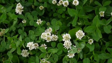 Beyaz yonca flover alanında. HD video görüntüleri statik kamera.