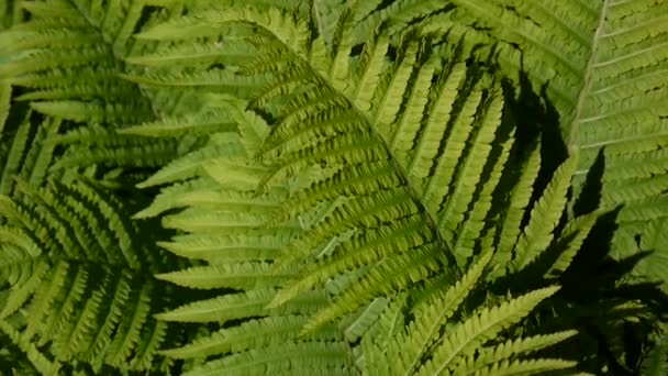 Video de hojas de helecho macho balanceándose en el bosque. Dryopteris f lix-mas . — Vídeo de stock