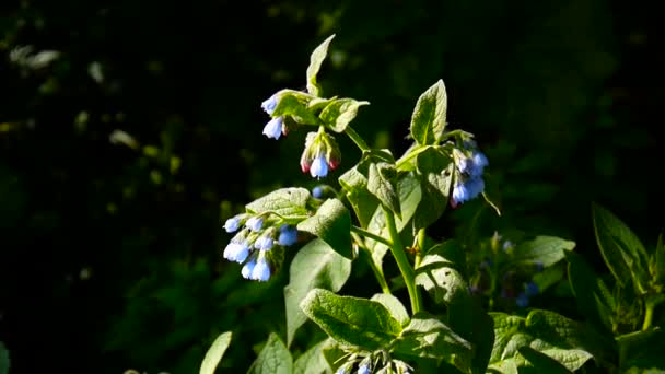 Hierba médica Comfrey común. Symphytum officinale flor en el prado salvaje. Filmación de la cámara estática . — Vídeos de Stock