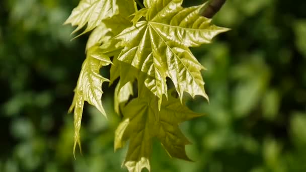 Green leaves in spring. Beautiful young green maple tree swinging in the wind. Acer platanoides. Sooting of static camera. — Stock Video