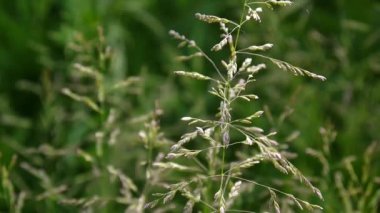 Bir alan Poa pratensis ortak çayır çim. Konik panicles bitki de Kentucky bluegrass denir.