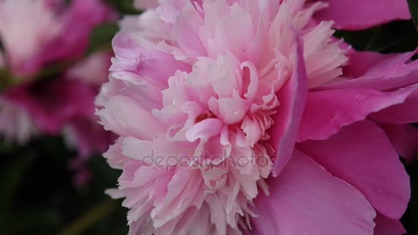 Macro fleur pivoine rose sur le parterre . — Video