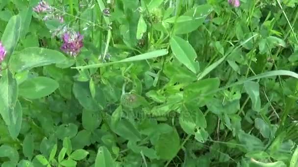 Kleeblätter blühen im Sommer auf einem Feld. trifolium medium. Panorama. — Stockvideo