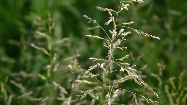 Gemeines Wiesengras in einem Feld poa pratensis. Kegelförmige Rispen, die Pflanze wird auch als kentucky Bluegrass bezeichnet. — Stockvideo