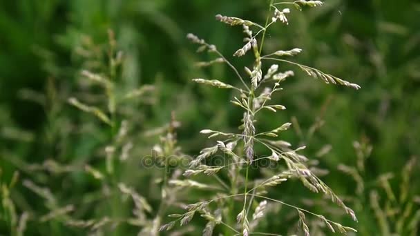 Erba prato comune in un campo Poa pratensis. Pannocchie coniche La pianta è anche chiamata Kentucky bluegrass . — Video Stock