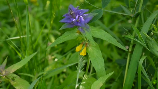 Flores silvestres vaca de madera. Melampyrum nemorosum en el prado de verano — Vídeos de Stock