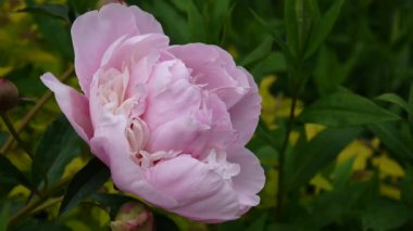 Pembe Şakayık çiçeği makro flowerbed '.