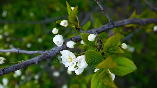 Blossom tree cherry branch blooming on wind. Video footage shootting static camera. — Stock Video