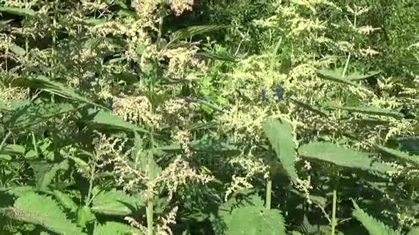 Blooming nettle in summer wind breeze. Panorama, motion camera. — Stock Video