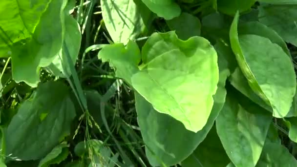 Plantago μεγάλες πράσινες άγριο φυτό, plantain, φαρμακευτικό φυτό. Σκοποβολή με steadicam βιντεοσκοπημένων εικονών HD. Αργή κίνηση Πανόραμα ζωντανή φύλλα κοντά επάνω. — Αρχείο Βίντεο