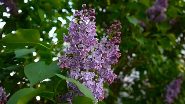 Lila mor çiçekli dal. Syringa vulgaris. Makro çekim sabit kamera. Hafif rüzgarda sallanan. — Stok video