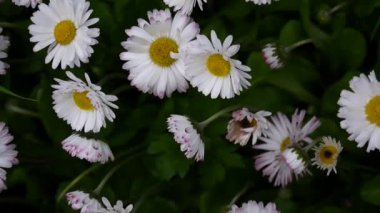 Papatyalar Flowerbed üzerinde büyüyen