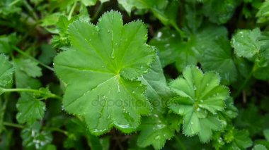 Yeşil Alchemilla vulgaris bitki ile yağmur damlaları. Ortak hanımefendi göndermek manto Avrupa'da otsu bir bitki var. Görüntüleri statik kamera kapatın.