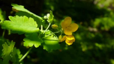 Chelidonium majus. Bahar bulanık arka plan üzerinde daha fazla kırlangıçotu Kabarık sarı çiçek. Video görüntüleri Hd statik kamera.