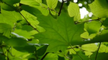 Akçaağaç dalı rüzgarla yapraklar. Acer platanoides. HD video görüntüleri statik kamera çekim..