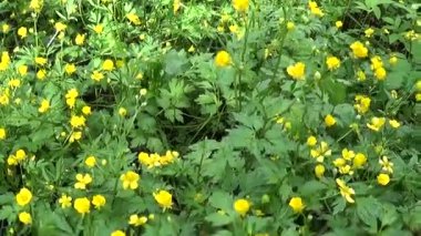 Bahar çiçek Düğünçiçeği soğanlı çiçek açan parlak sarı. Steadicam hareketlerle panorama çekim.