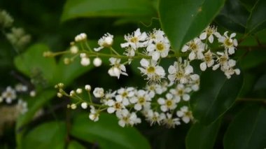 Çiçekli kuş kiraz bahar yakın çekim, dalları Rüzgar. Prunus padus. Video görüntüleri Hd statik kamera çekim..