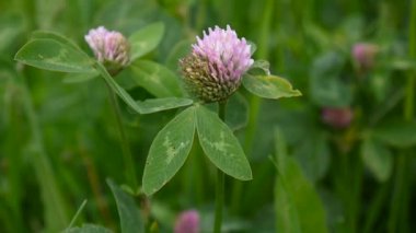 Yaz aylarında bir alanda yonca çiçeği. Yonca orta.