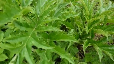 Hogweed yaprakları rüzgarda sway. İnek yabani havuç yaprakları