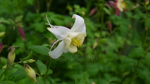 Цветы Aquilegia vulgaris или европейская коломбина на ветру — стоковое видео