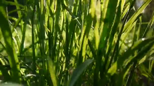 herbe verte macro beau fond été. Vidéo HD 1920x1080 caméra statique .