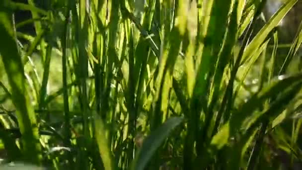 Grama verde macro belo fundo verão. Imagens de vídeo HD 1920x1080 câmera estática . — Vídeo de Stock