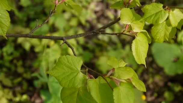 Zelené, čerstvé listy vápno lípy Tilia přírodní pozadí lesa na jaře. Statické kamery. Full Hd 1080 video záznam. Lípa — Stock video