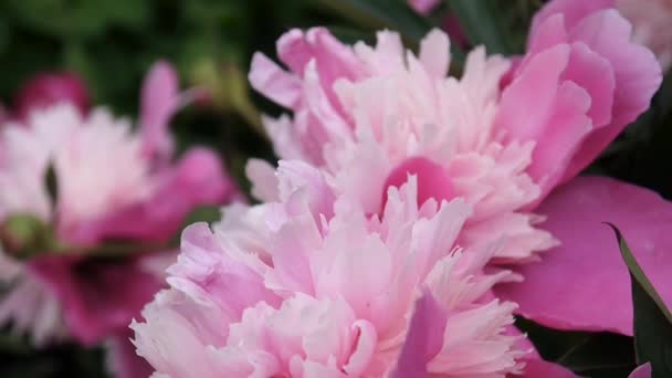 Macro fleur pivoine rose sur le parterre . — Video