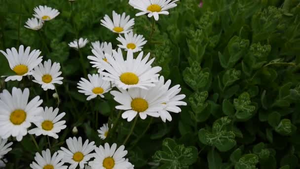 Prästkragar växer på blomsterrabatten — Stockvideo