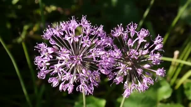 Allium fleurs pourpres fermer dans le jardin prise de vue de caméra statique .