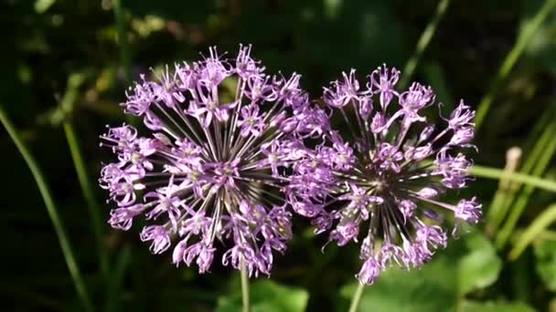 Allium fleurs pourpres fermer dans le jardin prise de vue de caméra statique . — Video