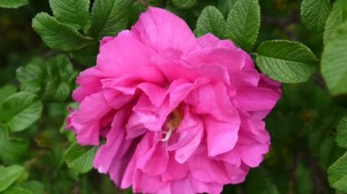Pembe çiçek gül portre. Bir statik kamera video görüntüleri.