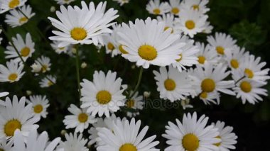 Papatyalar Flowerbed üzerinde büyüyen
