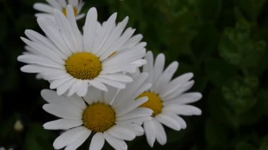 Papatyalar Flowerbed üzerinde büyüyen